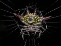 Kite spider 2