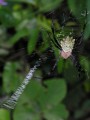 SpiderArgiope australis