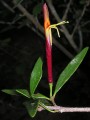Tapinanthus-mistletoe