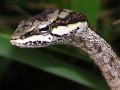 Wine snake-portrait