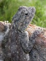 Agama-detail