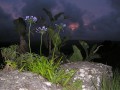 Agapanthus and Wild Banana