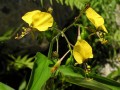 Aneilema aequinoctiale 2