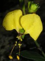 Aneilema aequinoctiale