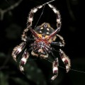 Bark Spider 2