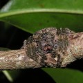 Bark Spider