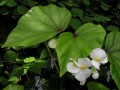 Begonia sp.