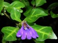 Blepharis sp