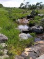 Brooklet