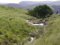Brooks in grassland