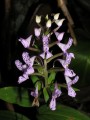 Brownleea coerulea