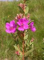 Dissotis canescens