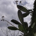 Epiphytic orchid