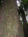 Heywoodia lucens