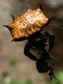 Kite Spider