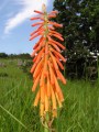 Kniphofia laxiflora