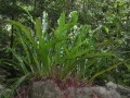 Microsorium punctatum