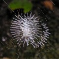 Ornamental web