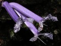 Plectranthus hilliardiae 2