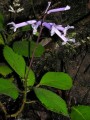 Plectranthus hilliardiae