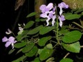 Plectranthus saccatus