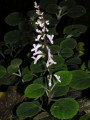 Plectranthus sp.