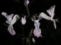 Plectranthus sp.2