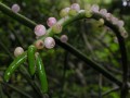 Rhipsalis baccifera fruits
