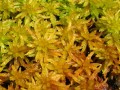 Sphagnum capense