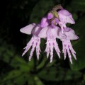 Stenoglottis fimbriata 2