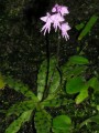 Stenoglottis fimbriata