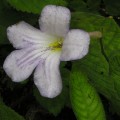 Streptocarpus formosus 2