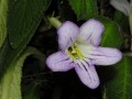Streptocarpus formosus