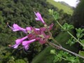 Syncolostemon ramulosus
