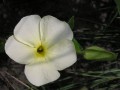 Thunbergia
