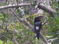 Trumpeter Hornbill