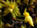 Utricularia sp.1