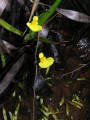 Utricularia sp.2