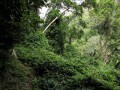 Wildweness path