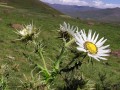 Berkheya cirsiifolia