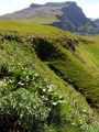 Broad-leaved vegetation