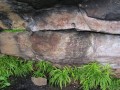 Bushmen's paintings