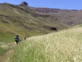 Corn fields 2