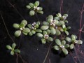 Crassula natans