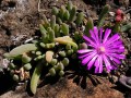 Delosperma lavisiae