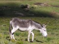 Donkey