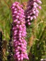 Erica alopecurus