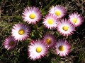 Helichrysum ecklonis