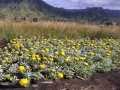 Helichrysum