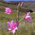 Hesperantha baurii